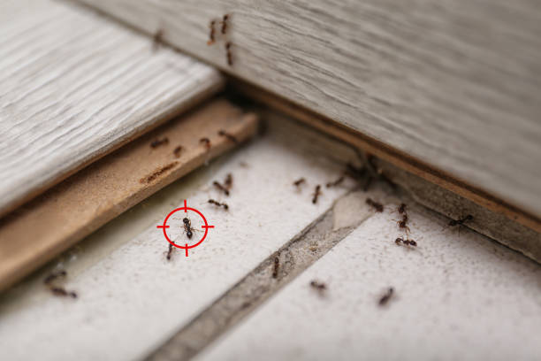 Best Best Pest Control Companies  in Fall River, WI