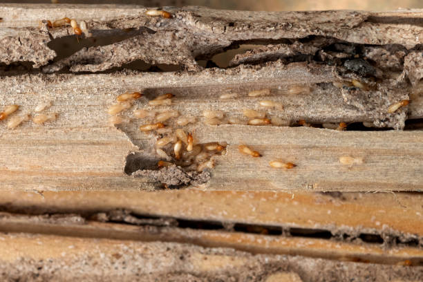 Best Best Pest Control Companies  in Fall River, WI